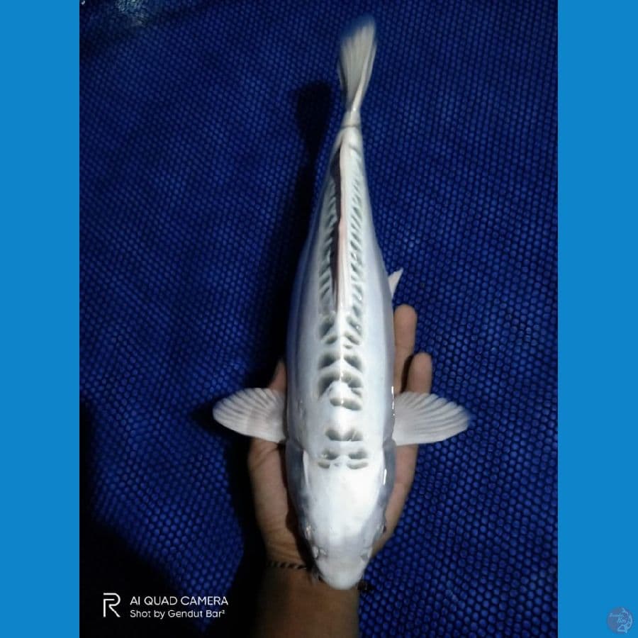 HIKARIMONO PUTIH SALJU 38 CM