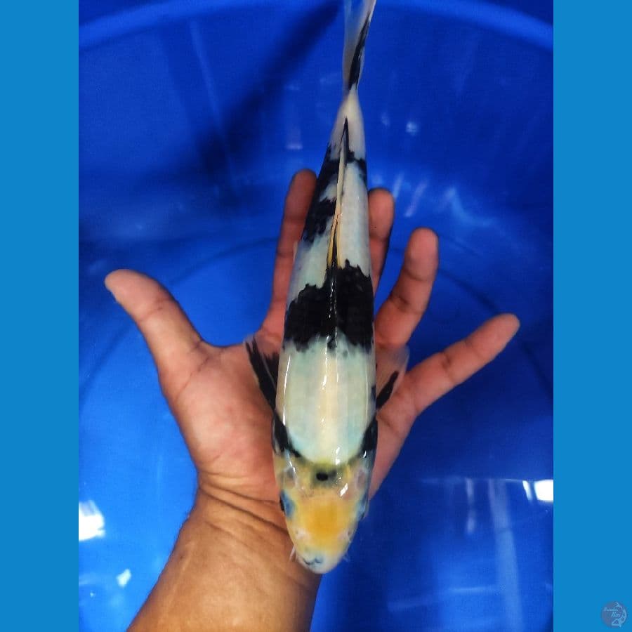 SHIRO FEMALE 27 CM
