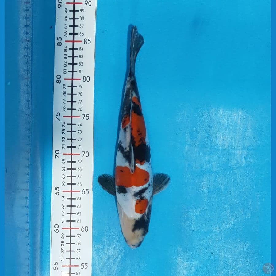 doidsu murni 29cm