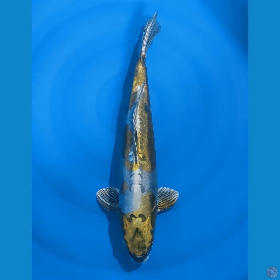 didsu murni 41cm