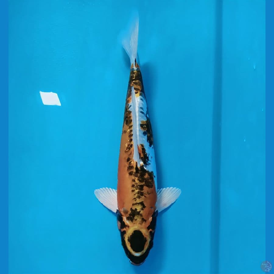 doid murni 35 male