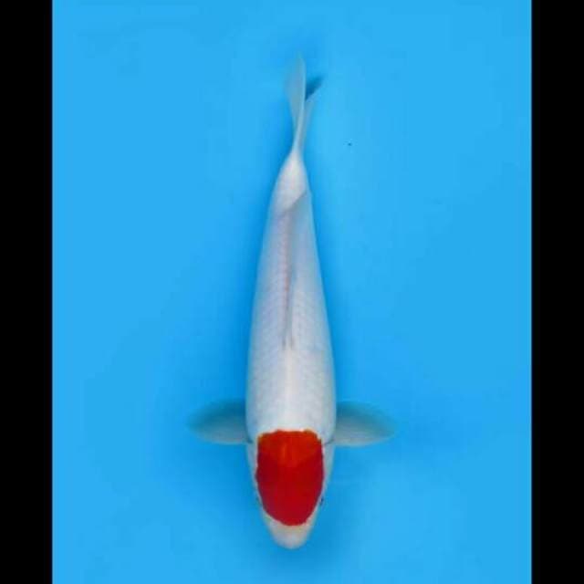 32cm Female - Tancho Kohaku Bersih Ori
