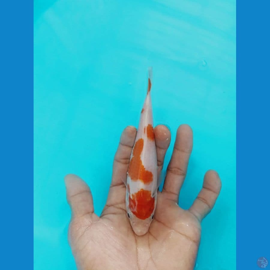 kohaku