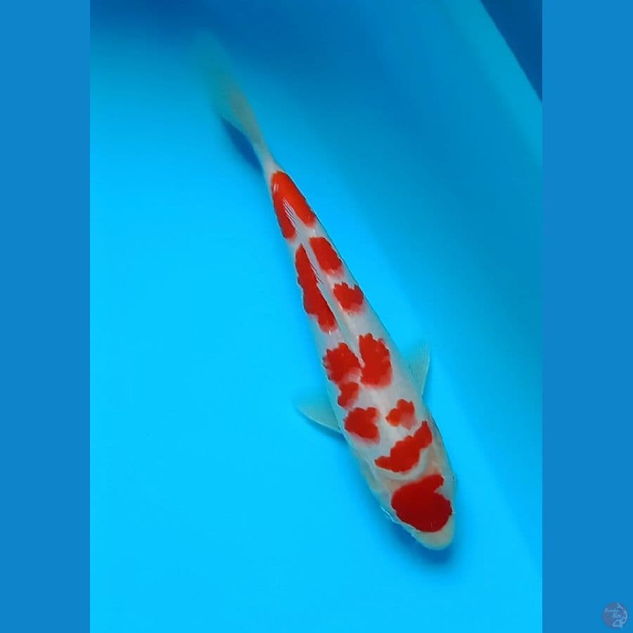 KOHAKU
