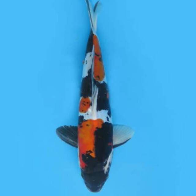 30cm Male Tosai - F1 Showa Doitsu Prospek