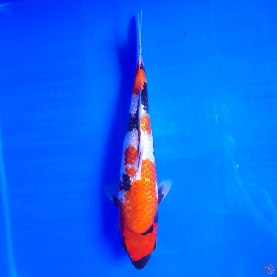 Showa Ginrin 28cm