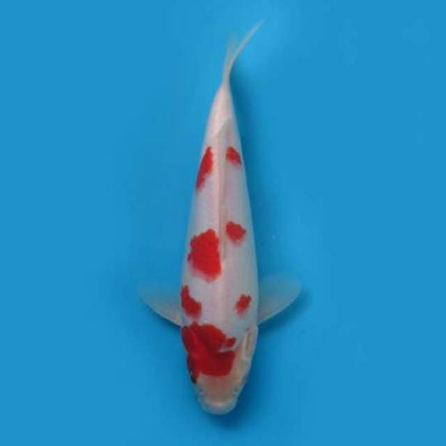 34cm Female Tosai - F1 Kohaku Bulky