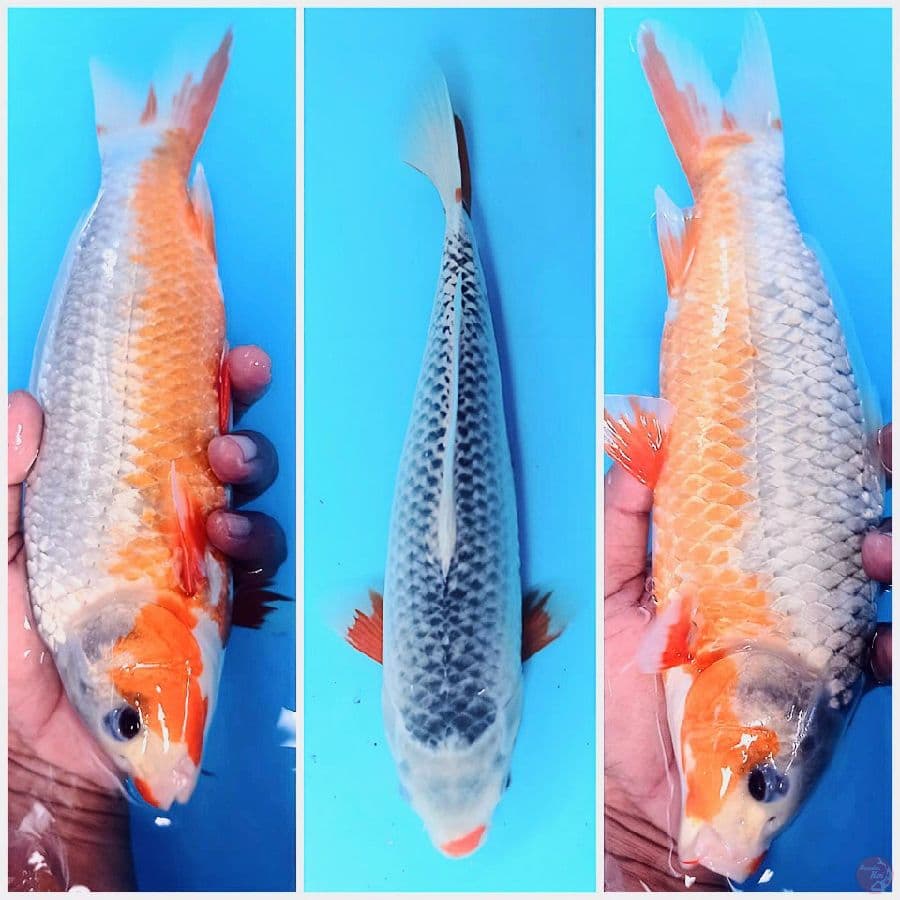 asagi 29 cm