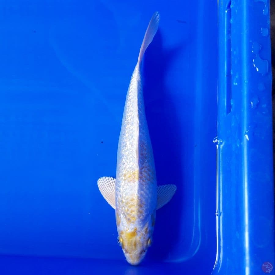 Hariwake Ginrin 28cm