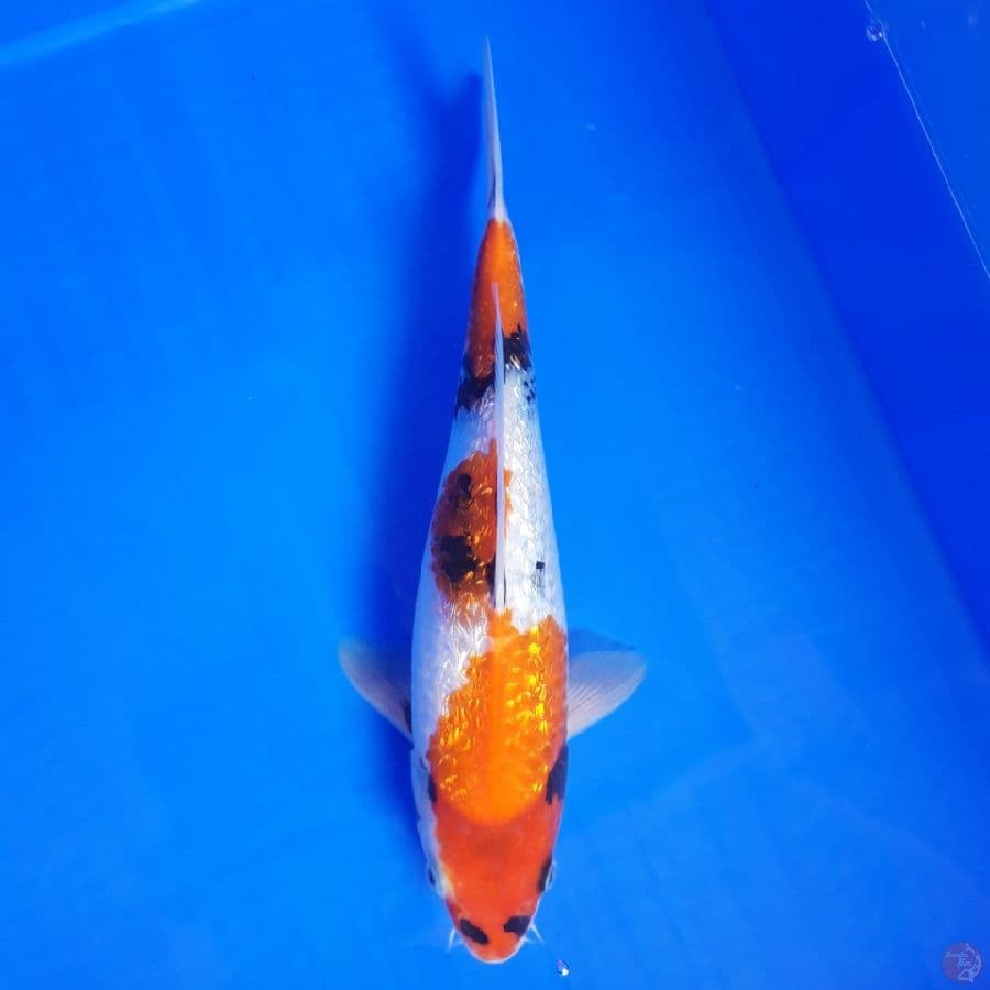 Showa Ginrin Tategoi 28cm