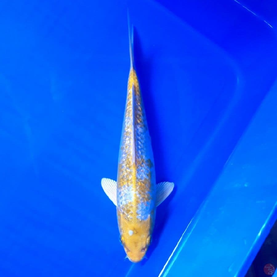 Hariwake Ginrin SQ 21cm