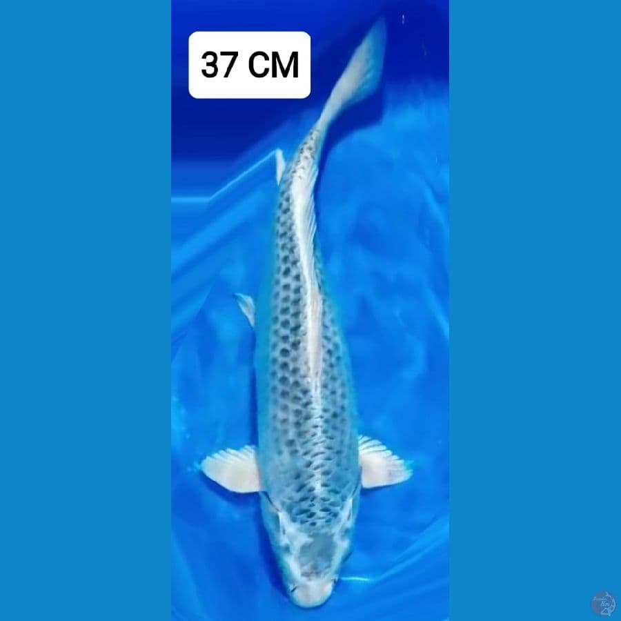 OGON 37 CM