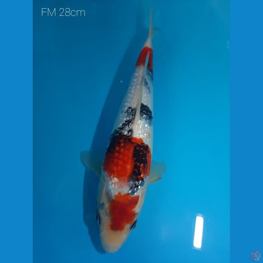 Tategoi Ginrin HQ Fm28cm