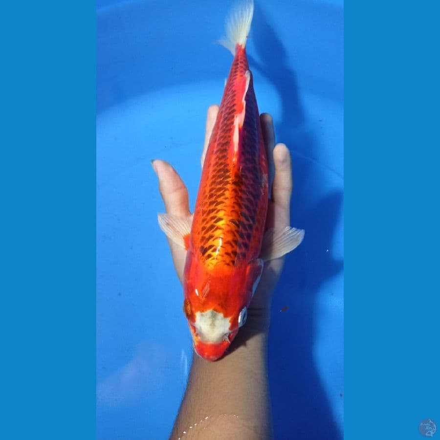 antikan 29cm