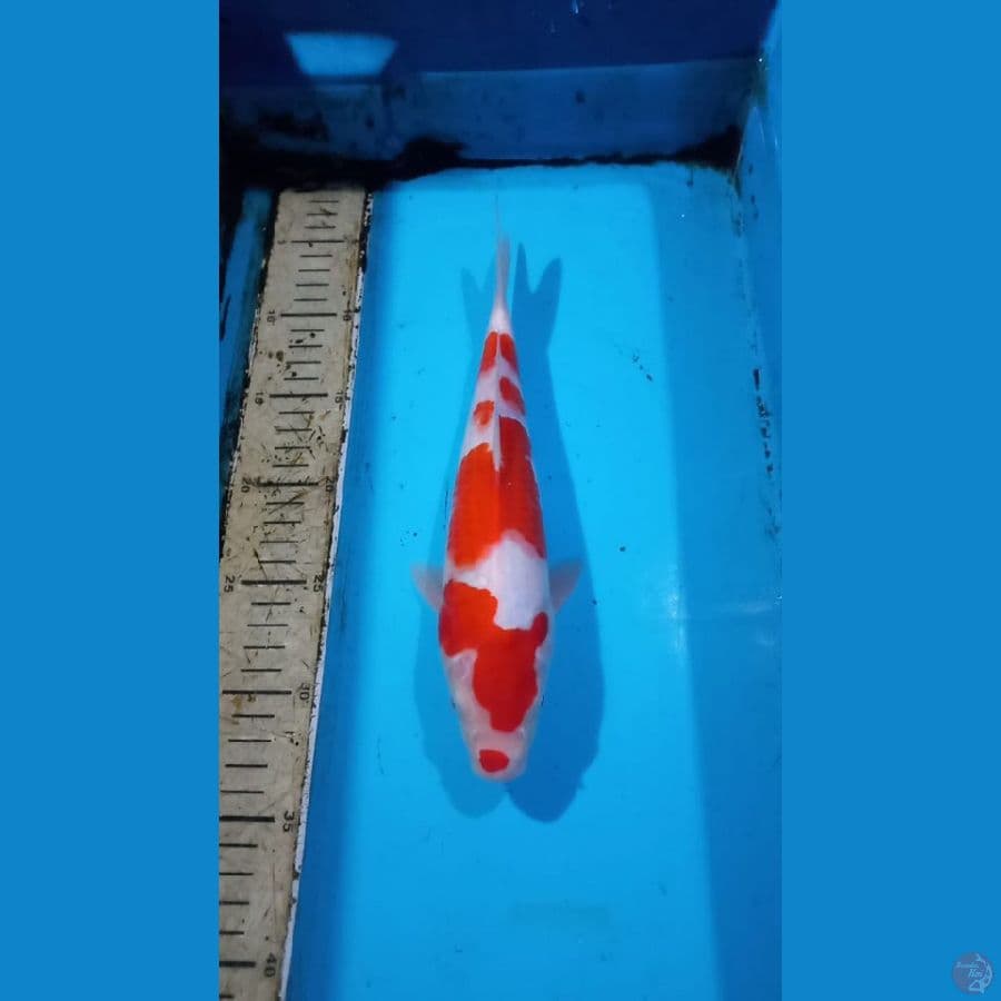 Kohaku 29cm male
