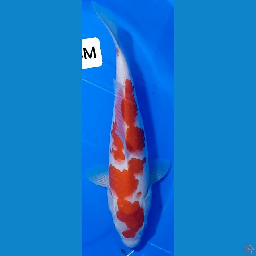 KOHAKU JUMBO 28 CM