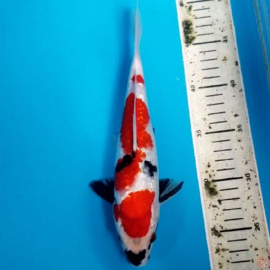 GINRIN SHOWA 26 CM MALE