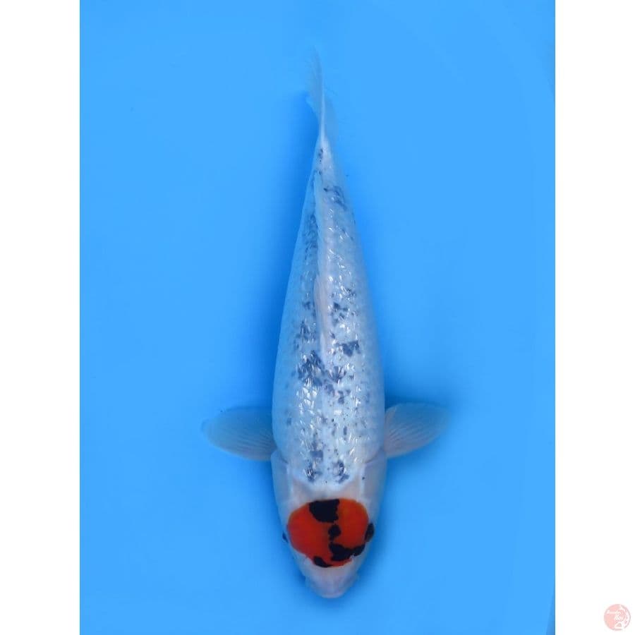 54cm , Jumbo Tancho Ginrin Tategoi