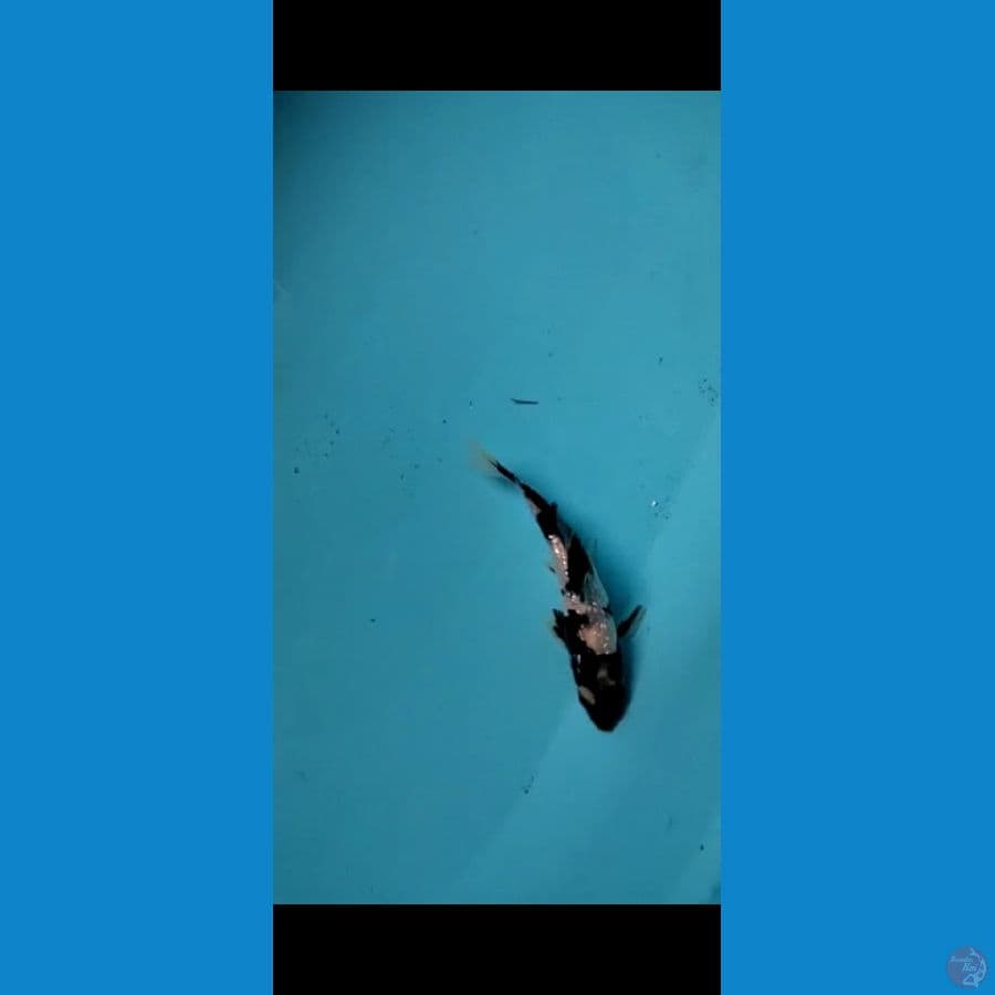 Koi Shiro Ginrin size 15cm