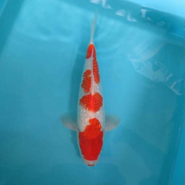 LAFUMA 2 ~ KOHAKU GIN RIN,-