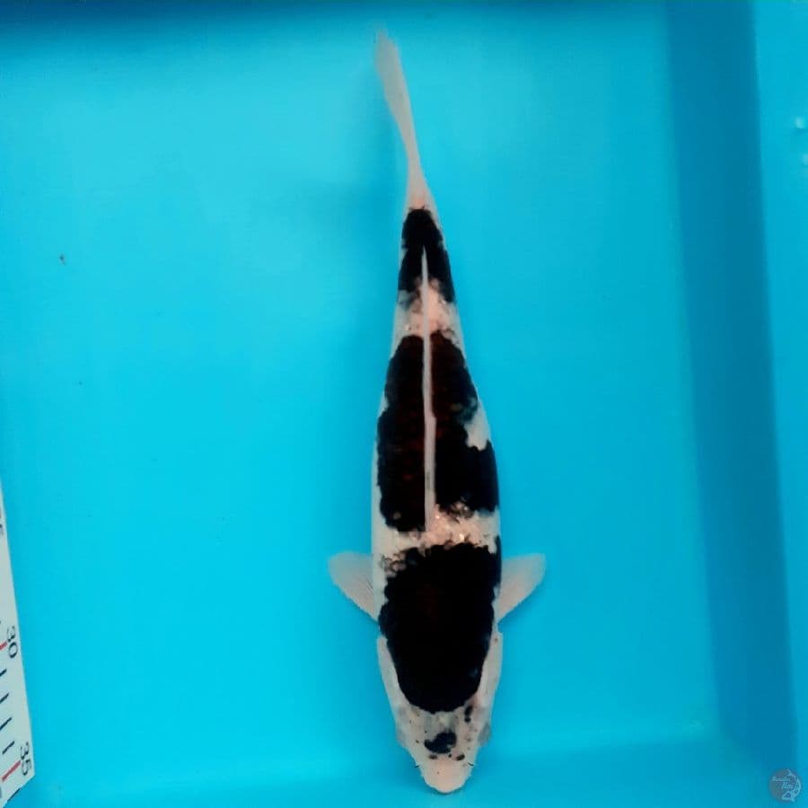 *BUDHO GOROMO 31 CM//FM*