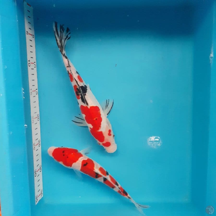 *SANKE 21-23 CM*