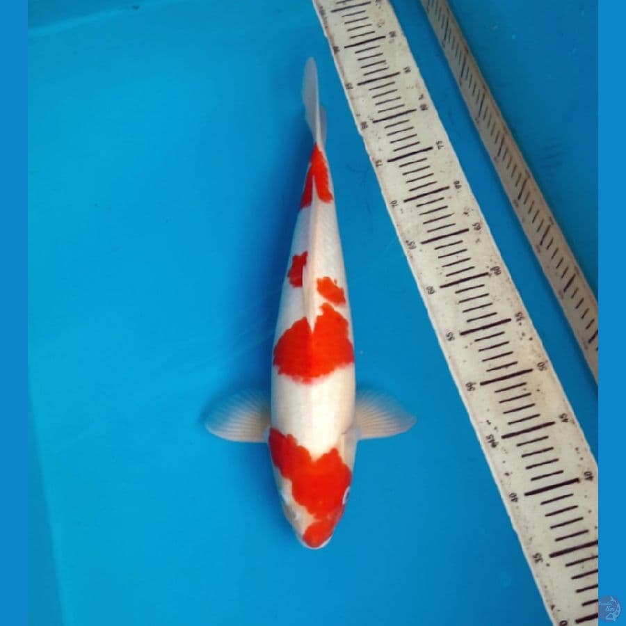 Kohaku 45cm Male