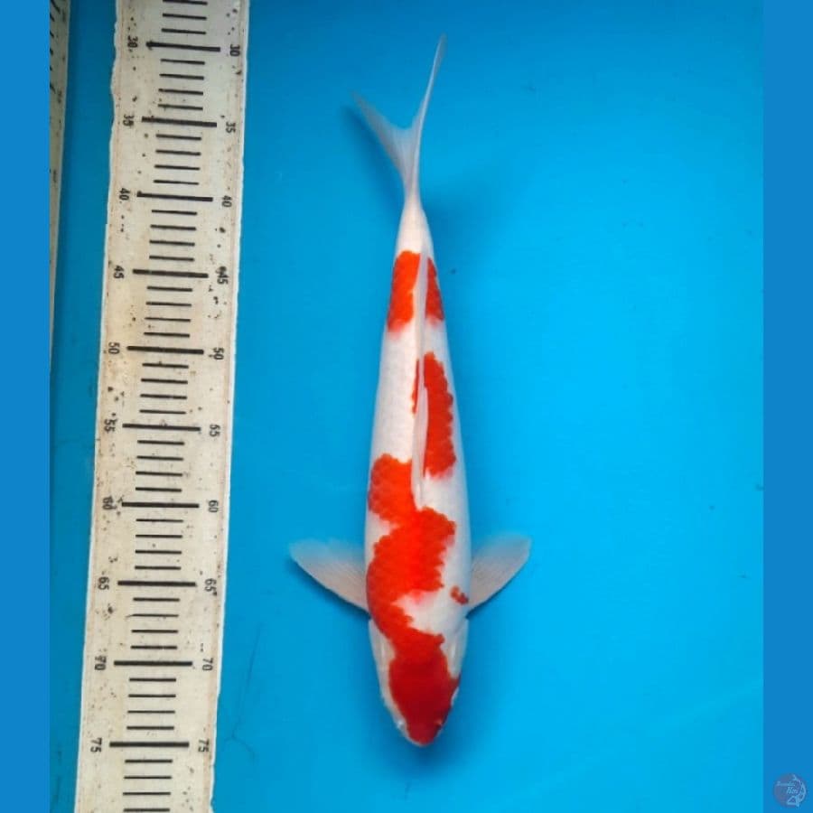 Kohaku 43cm Male