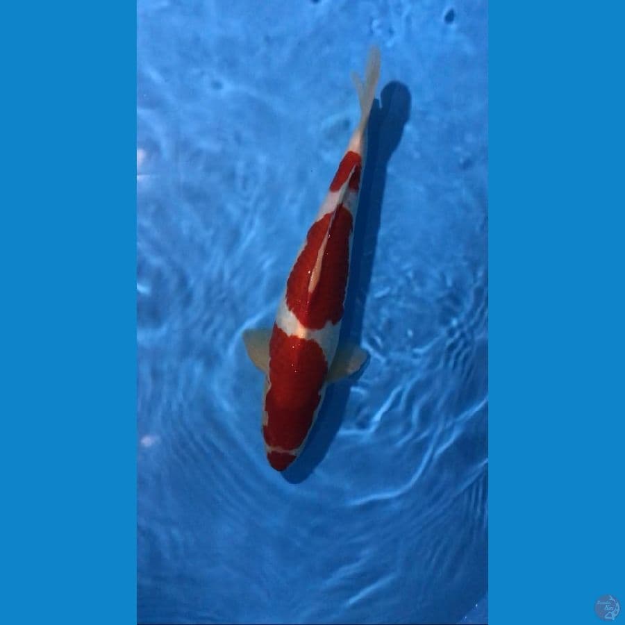 KOHAKU KUCIBENI RED STRONG