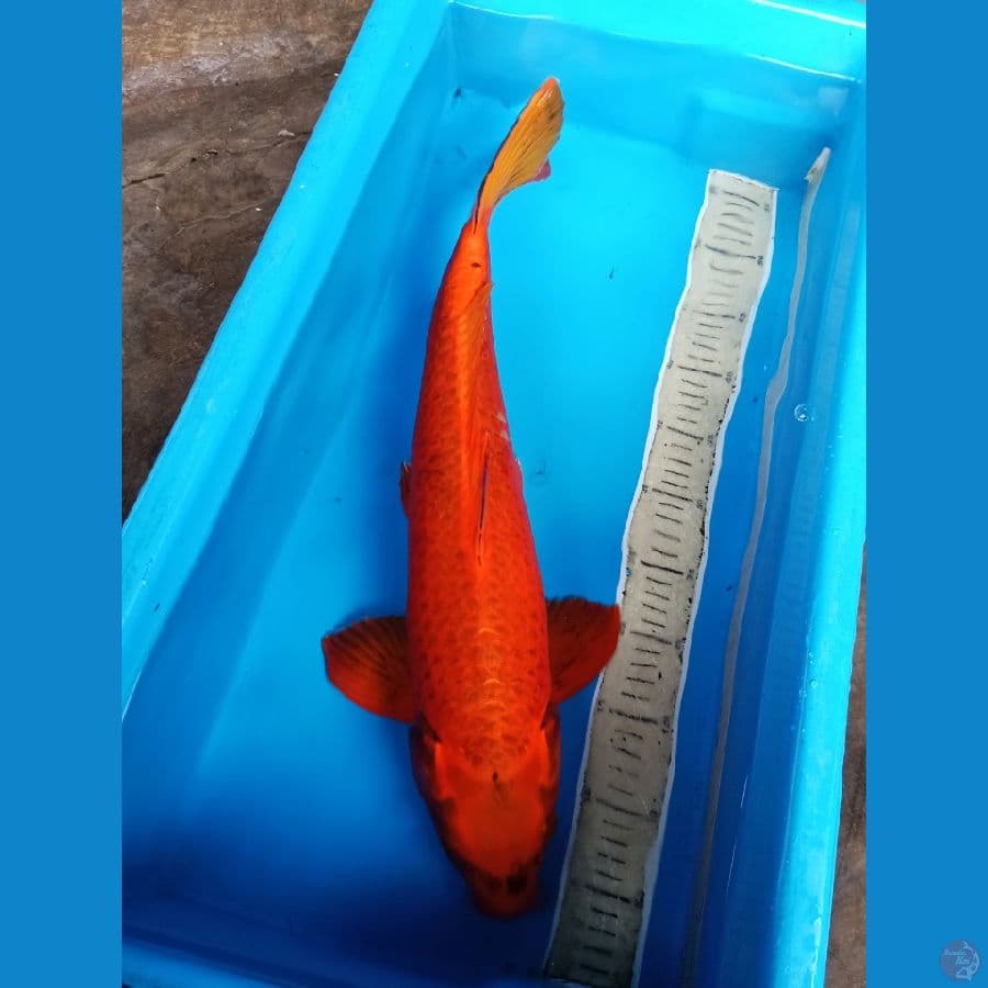 55cm beni washabigoii
