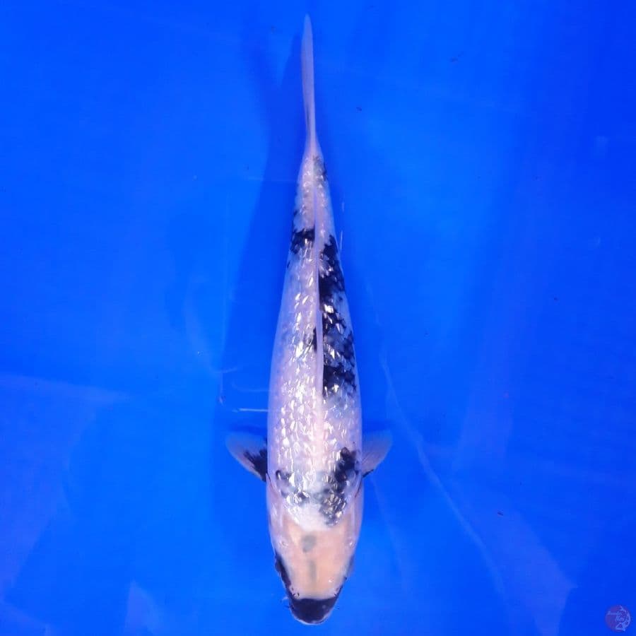Shiro Ginrin 26cm