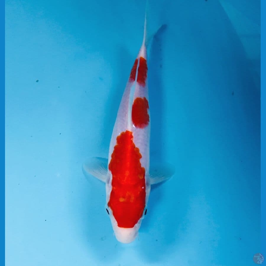 kohaku, 20 cm