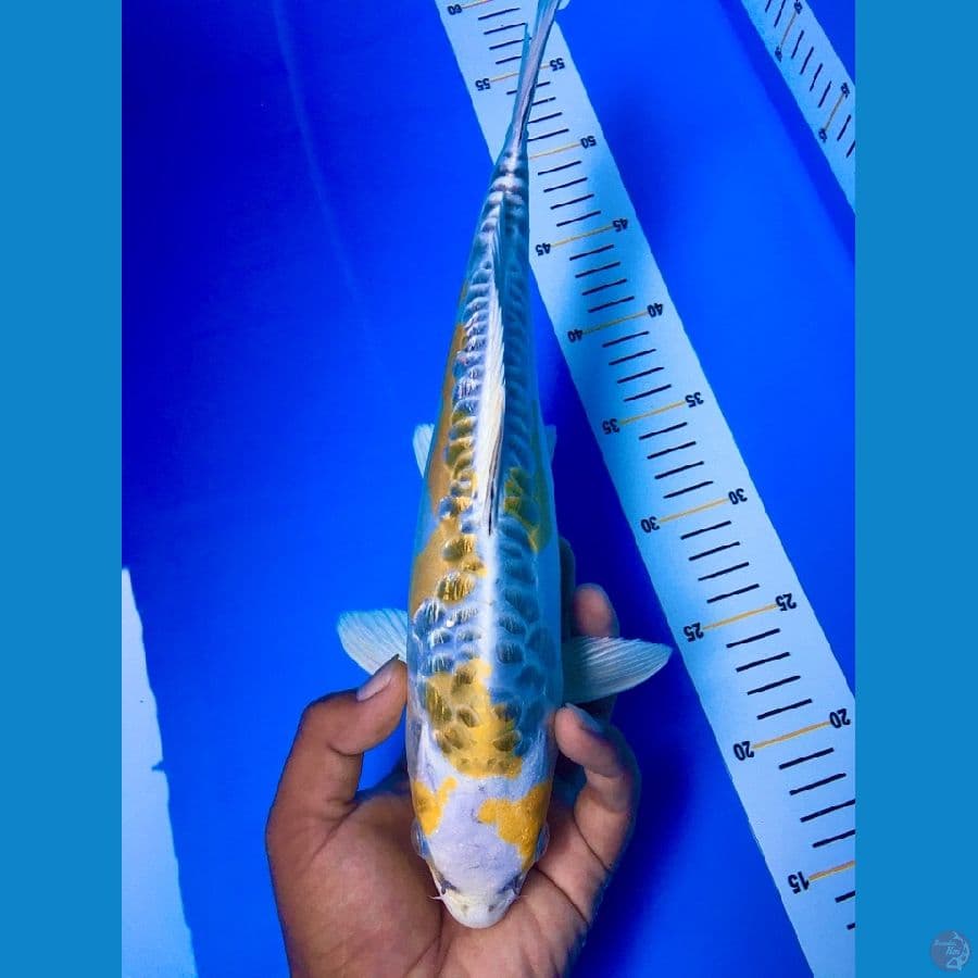 hikari moyomono 35cm ready show