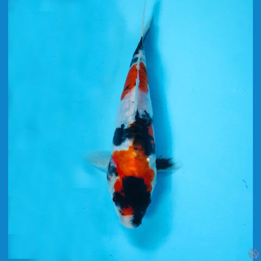 showa doitsu, 17 cm
