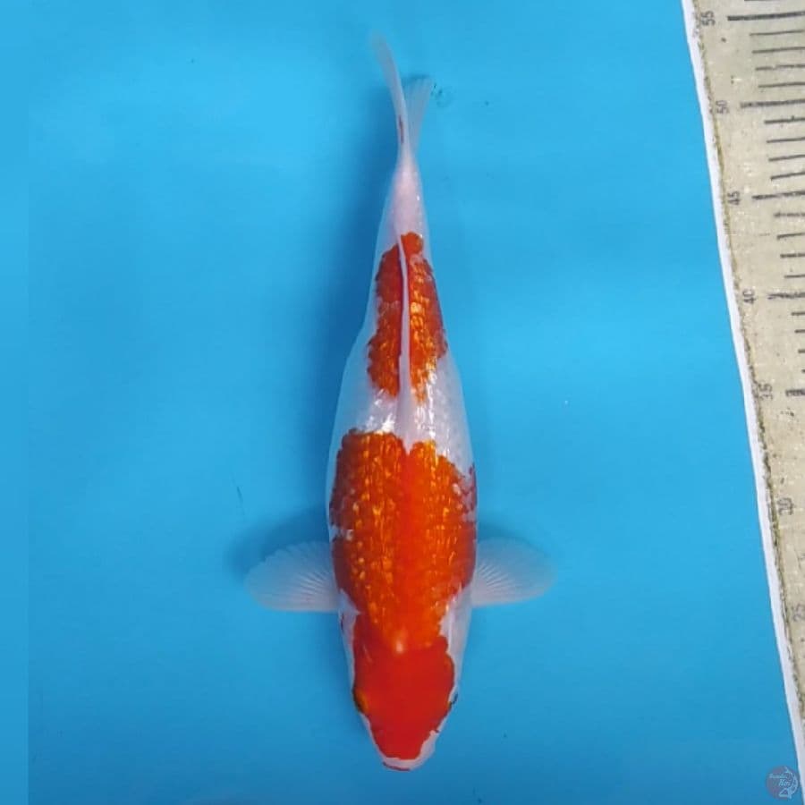 Kohaku Ginrin ~34