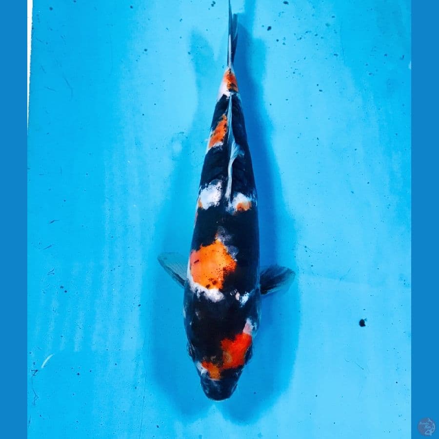 showa doitsu, 18 cm