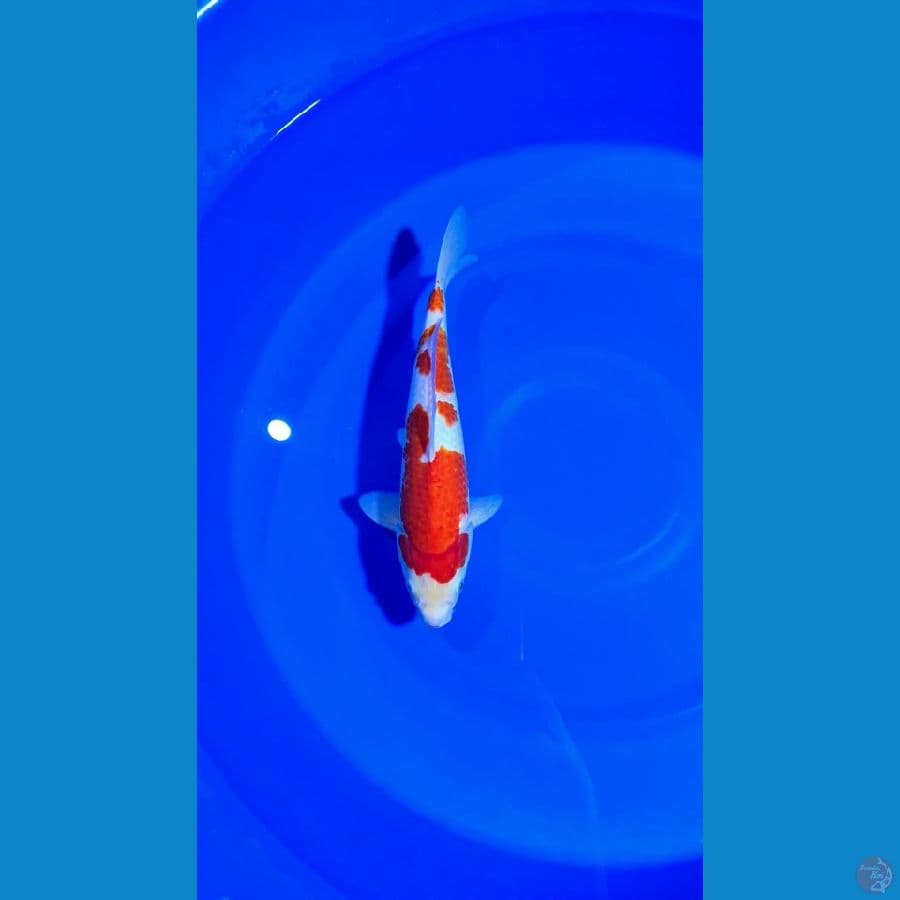 Kohaku