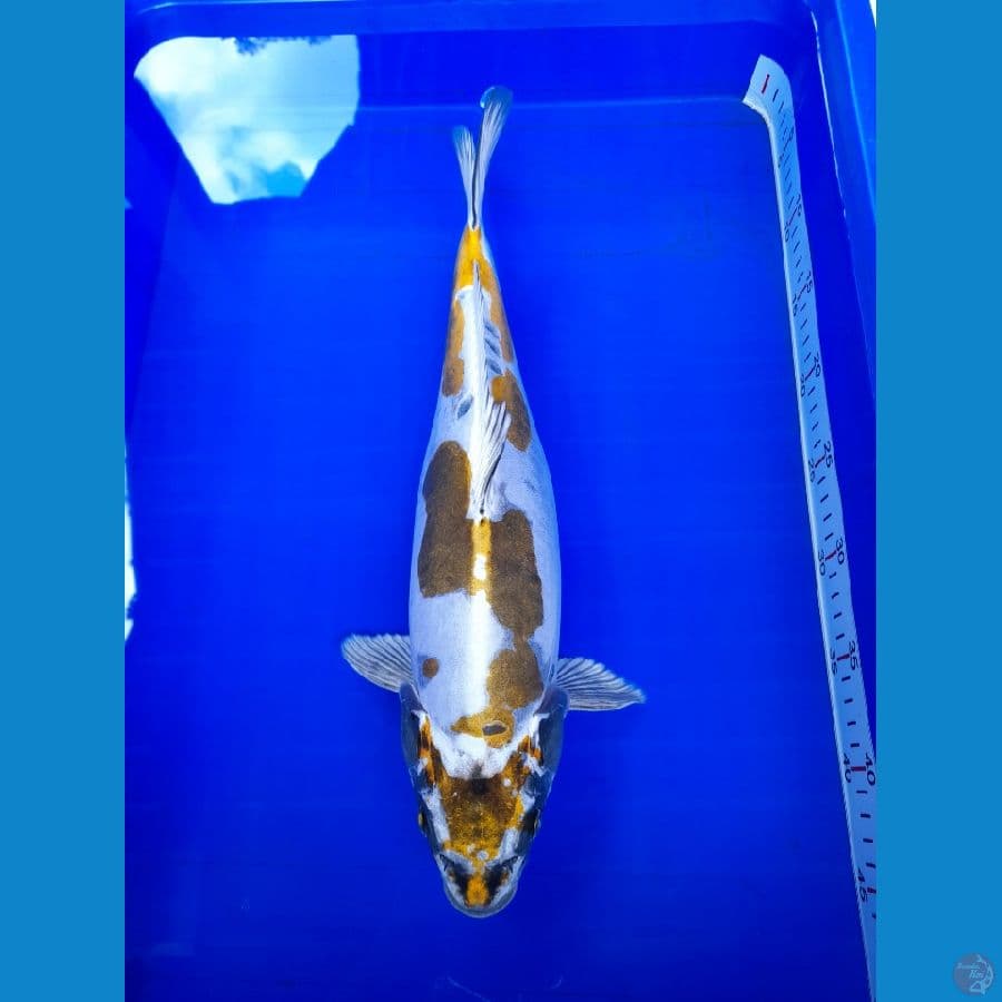 SQ kiko 40cm.