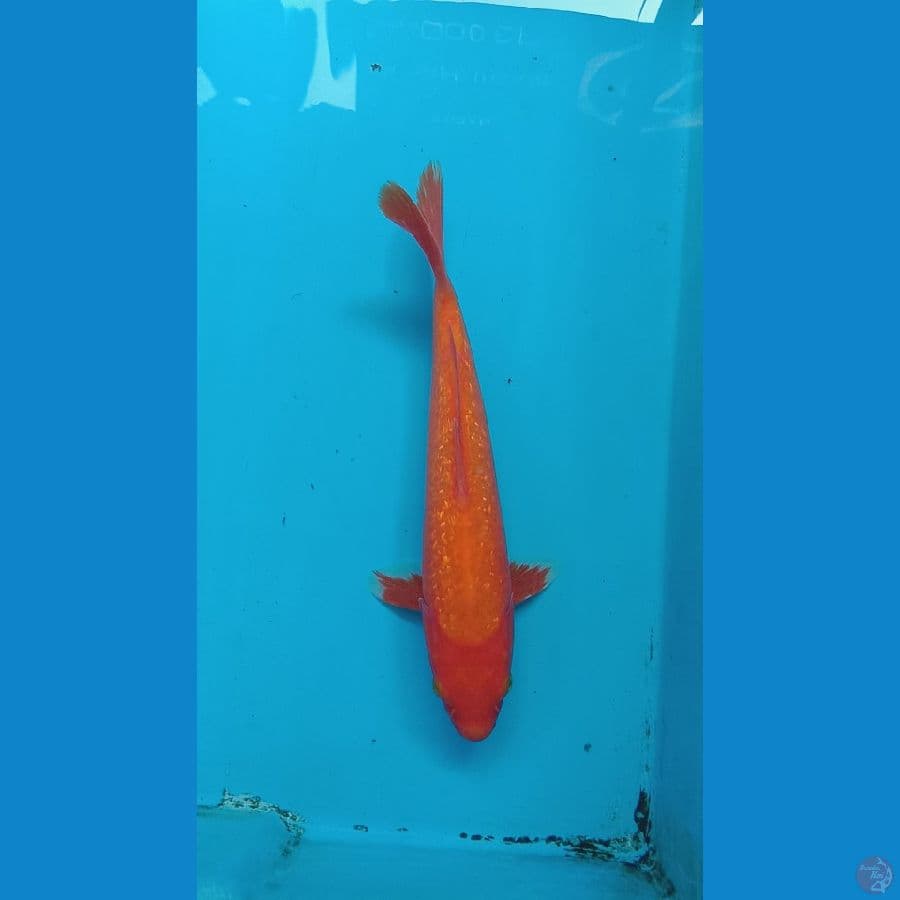 ginrin aka hajiro 28 cm