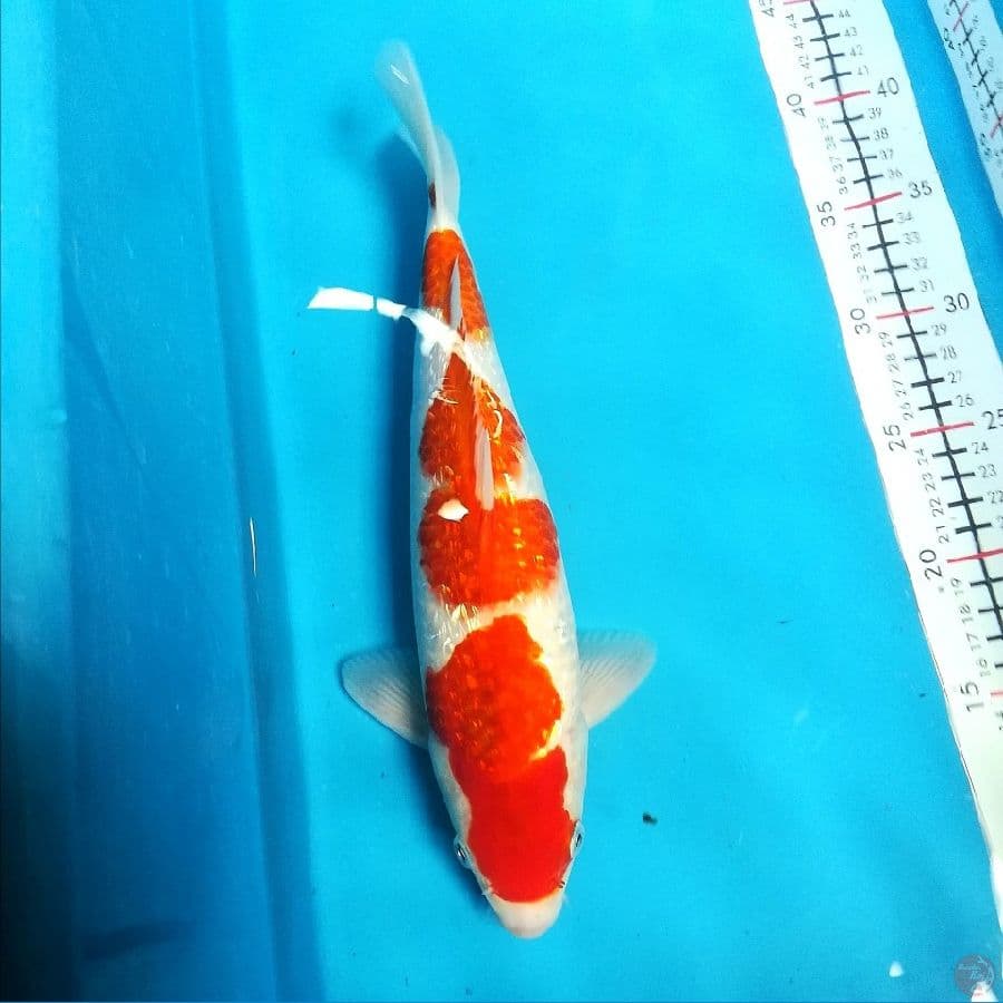 ginrin A