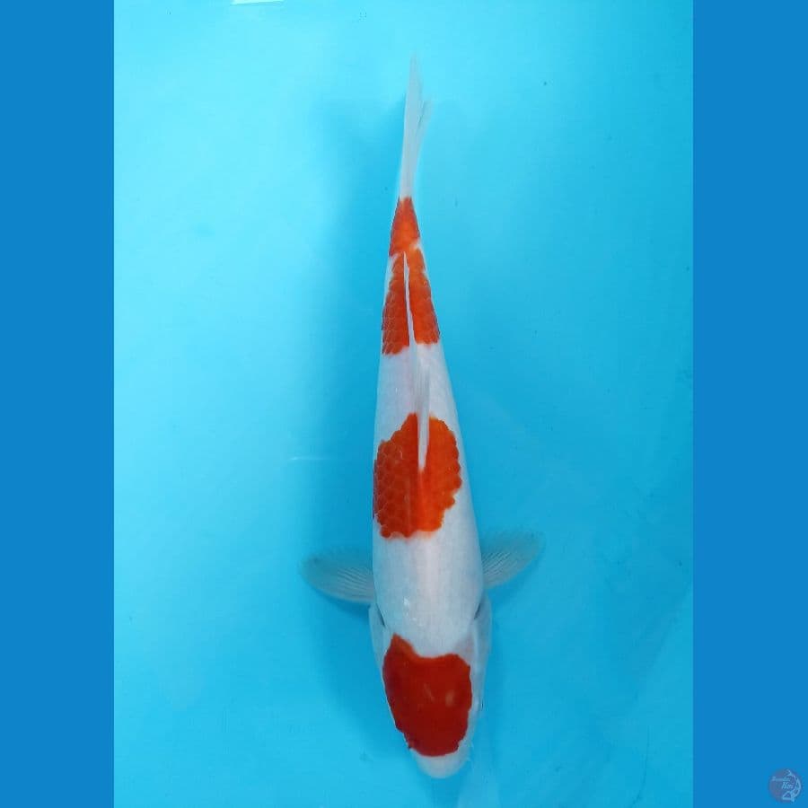 kohaku 26cm