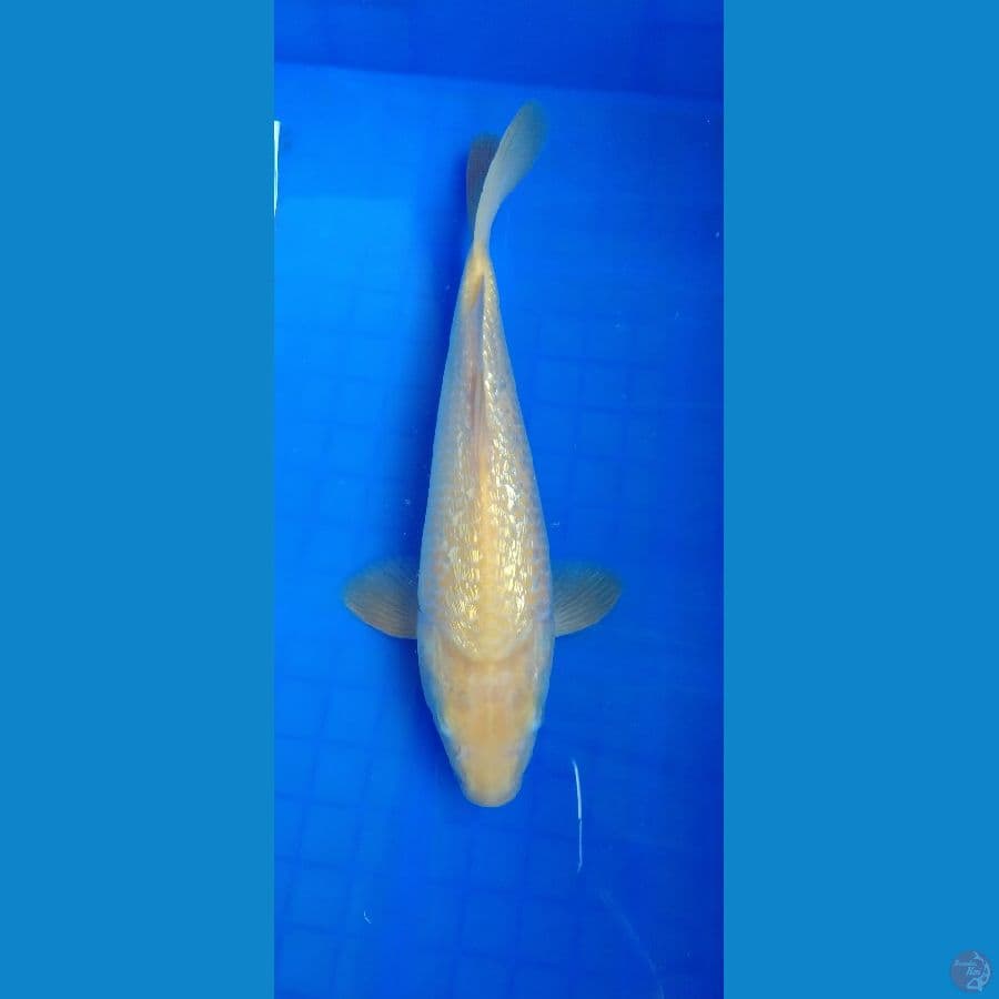 karasi ginrin 30bu