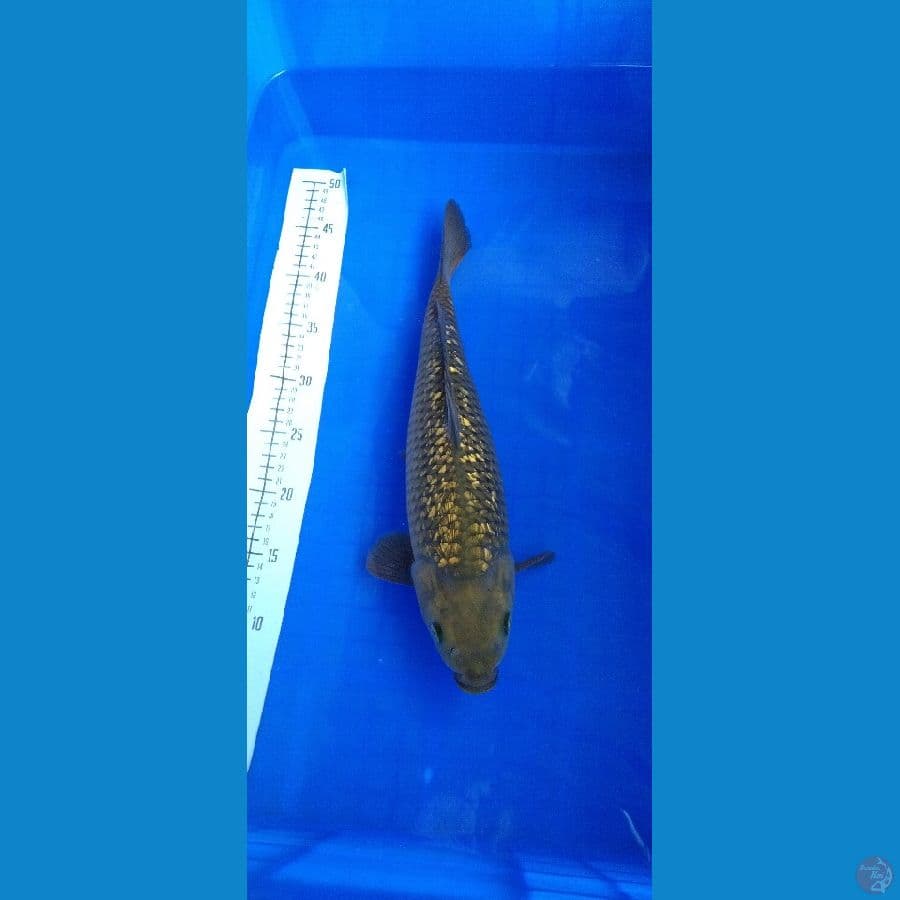 cagoi ginrin 40 bu
