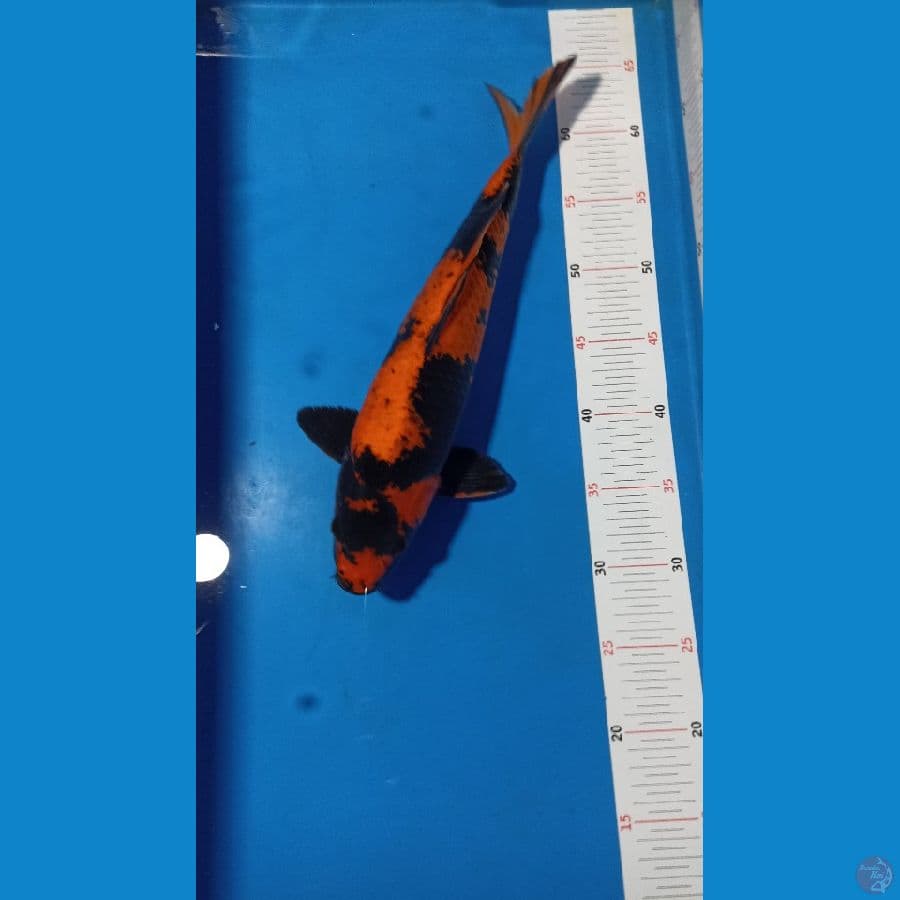 Hi Utsuri 36cm