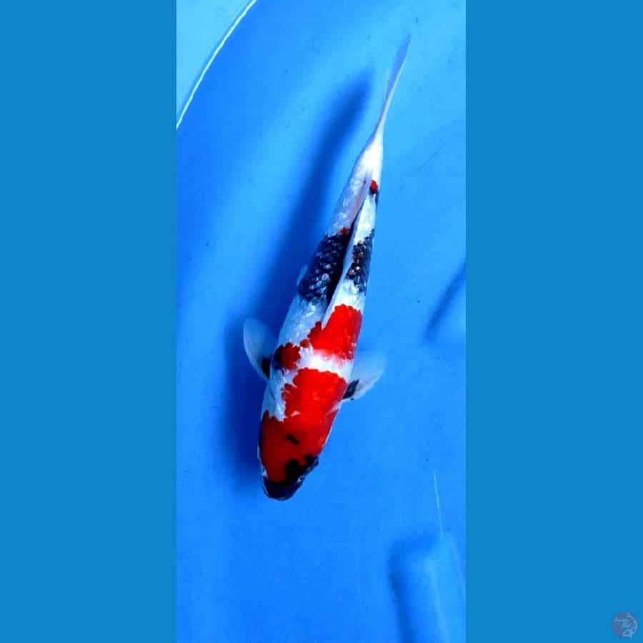 Kindai showa gindrin,, 28 cm.