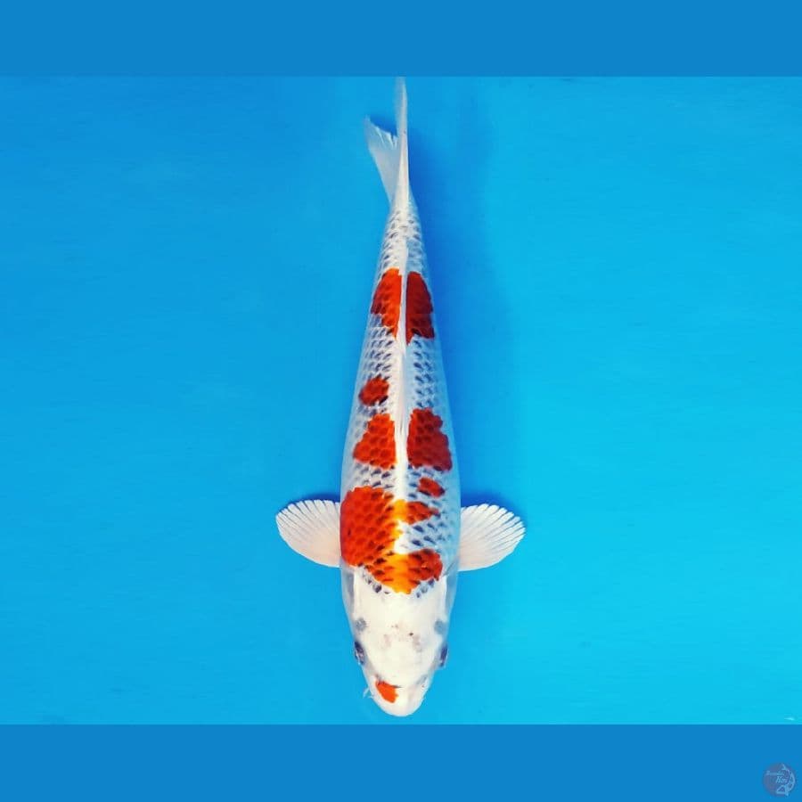 ZERO 1 - KUJAKU 32 cm/fm ®