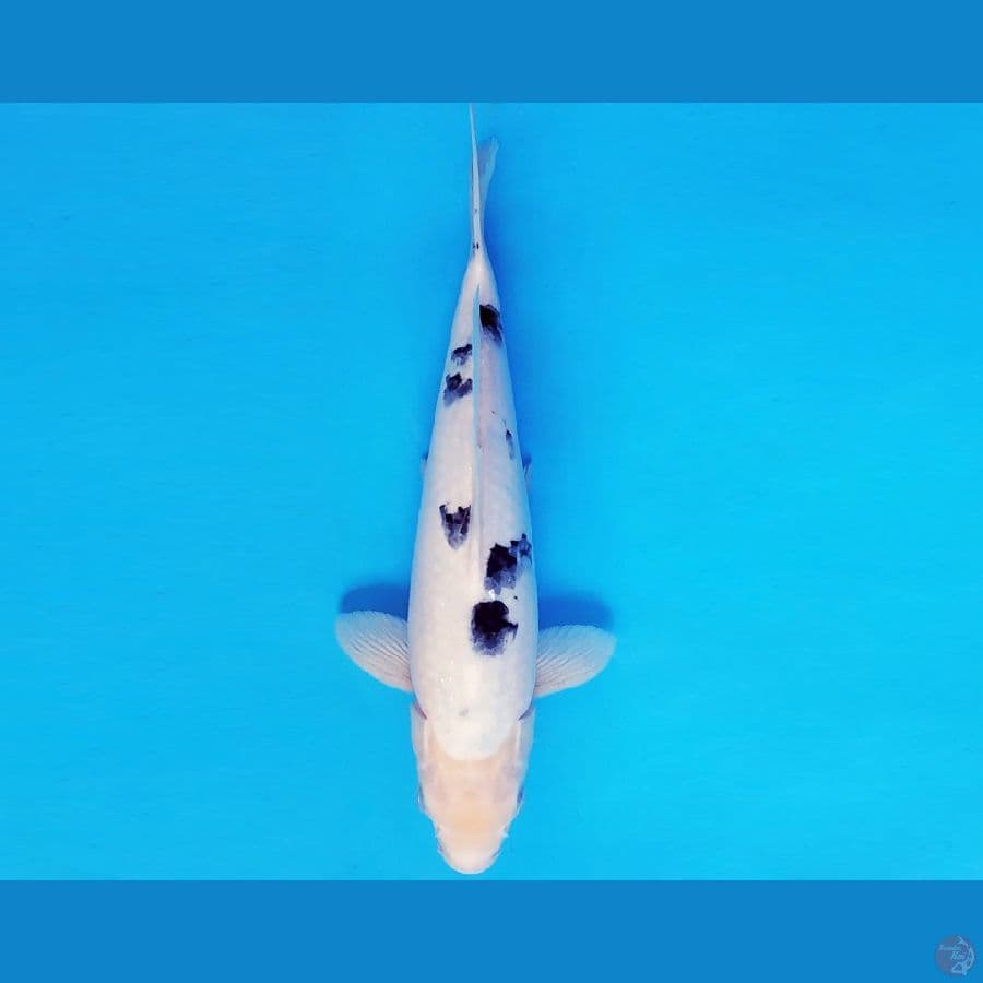ZERO 2 - BEKKO 32 cm/male ®