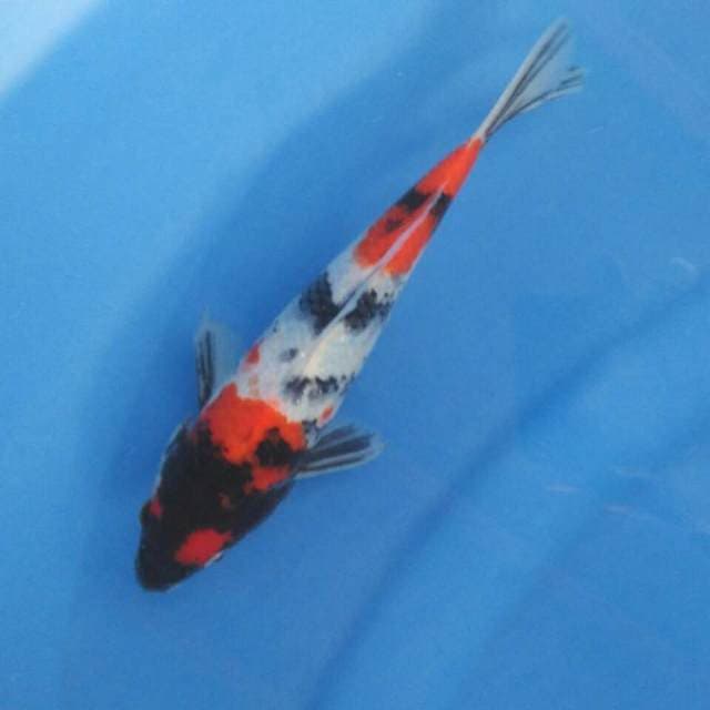 Showa sanshoku tategoi