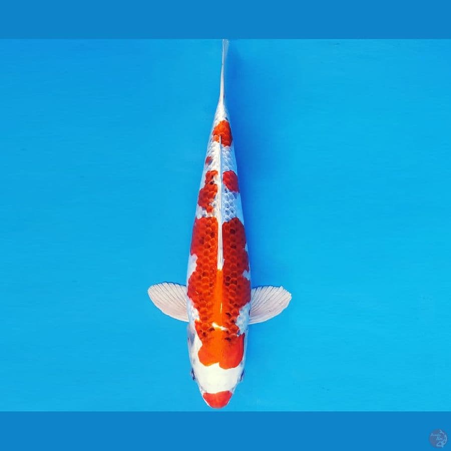 DOJO 2 ~ KUJAKU 32 cm/fm ®