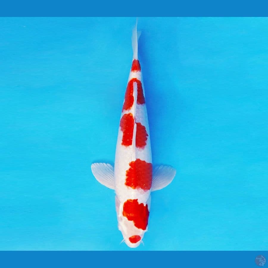 DOJO 4 ~ KOHAKU 35 cm/fm ™